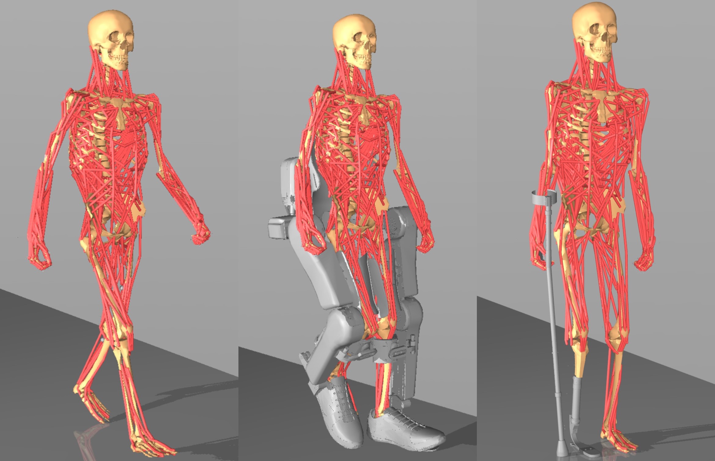 MS-Human model visualization