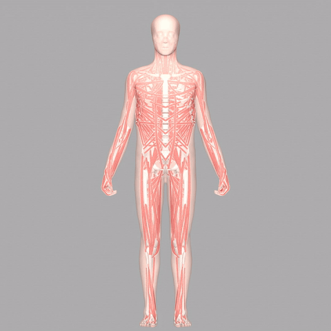 MS-Human locomotion demo