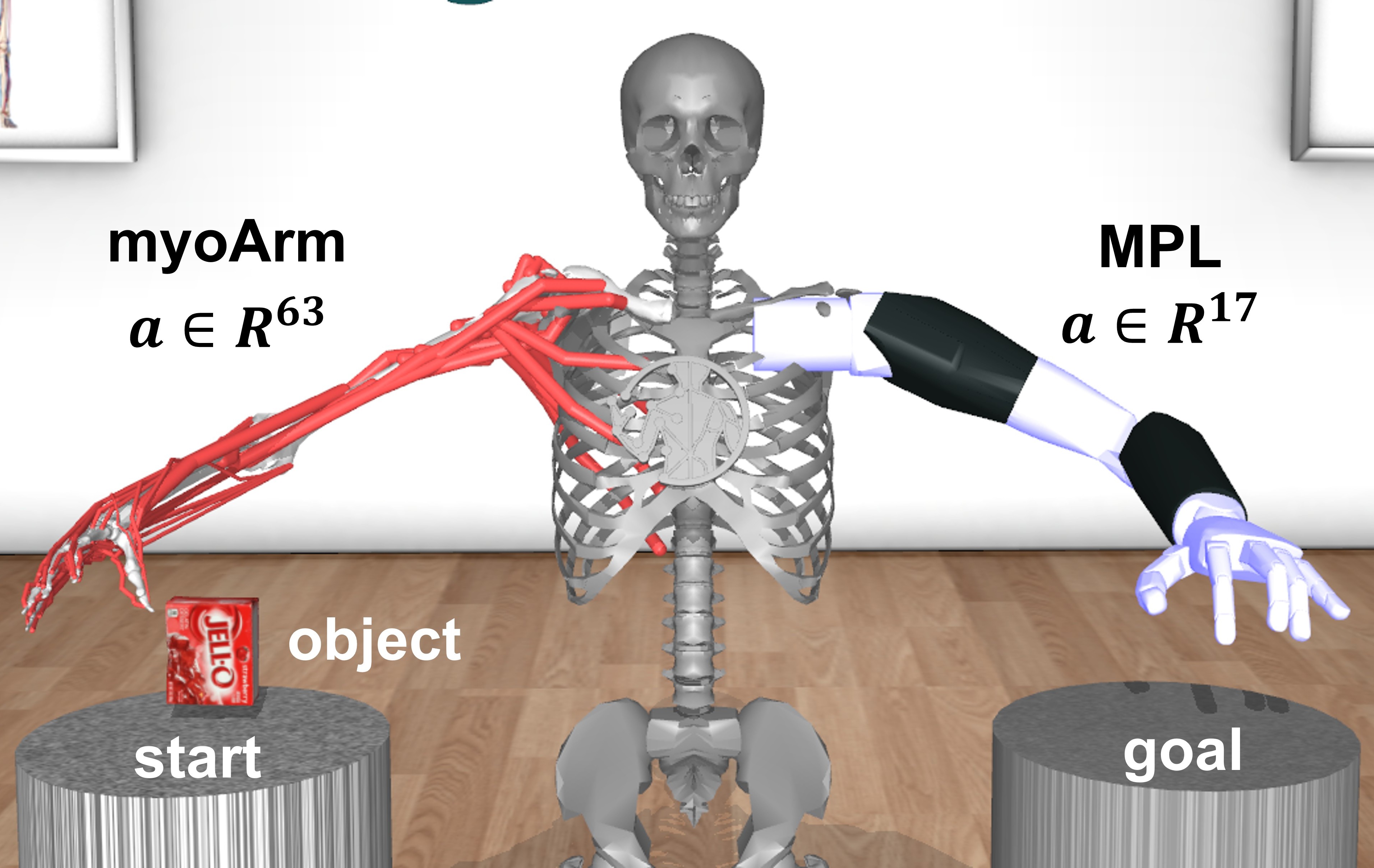 MyoChallenge 2024 manipulation demo 1