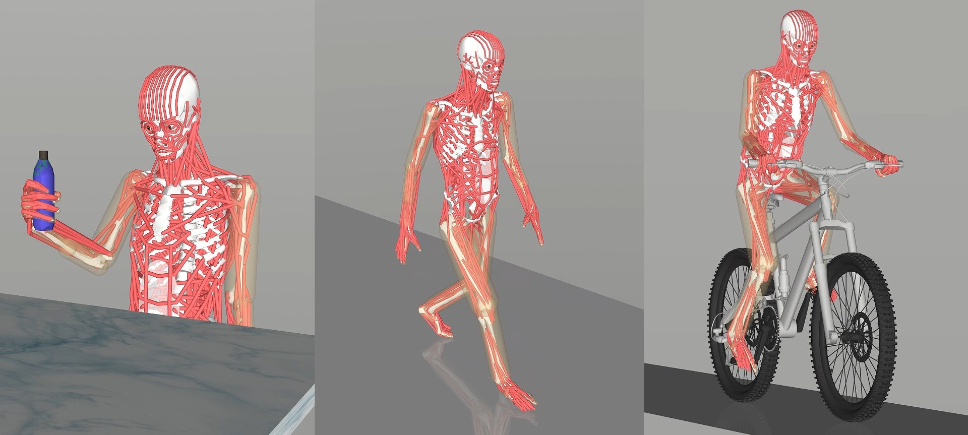 Sensory-musculoskeletal model visualization